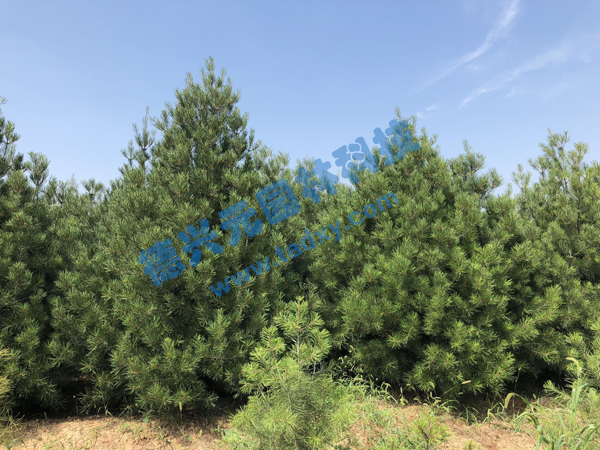�c���鿴Ԕ����Ϣ���}����Ƥ�� ��x�Δ���2357