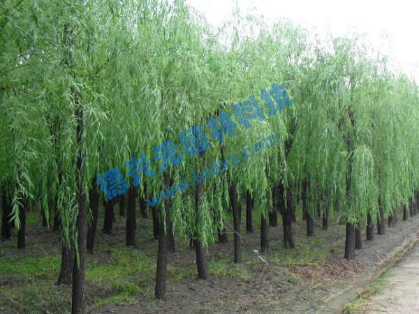 �c���鿴Ԕ��(x��)��Ϣ��(bi��o)�}������ ��x�Δ�(sh��)��2483