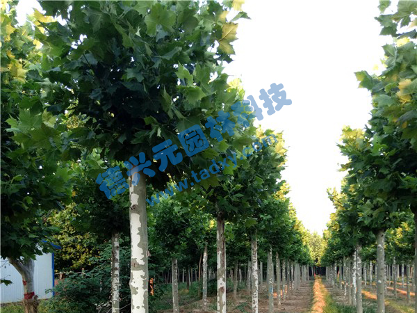 �c���鿴Ԕ��(x��)��Ϣ��(bi��o)�}����ͩ ��x�Δ�(sh��)��2493