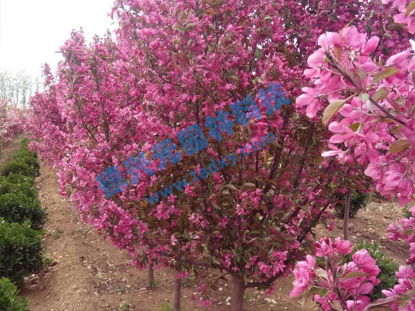 �c���鿴Ԕ����Ϣ���}���k������ ��x�Δ���2314