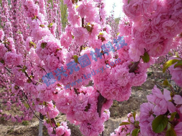 �c���鿴Ԕ����Ϣ���}���ѻ� ��x�Δ���2073
